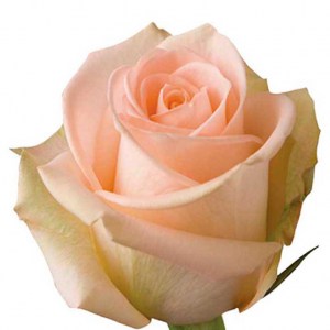 roza tiffani